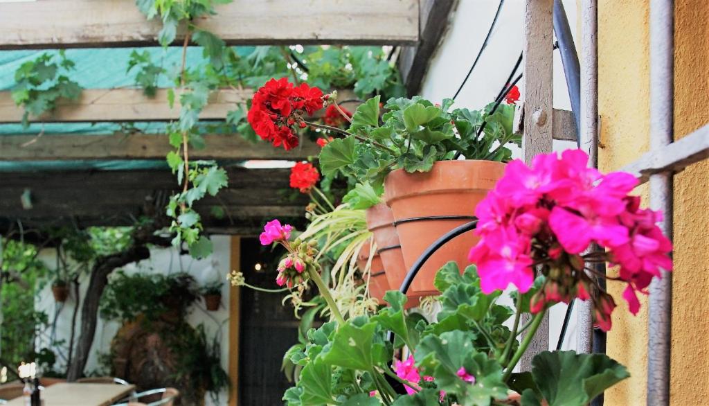 Zahrada ubytování Casona Granado