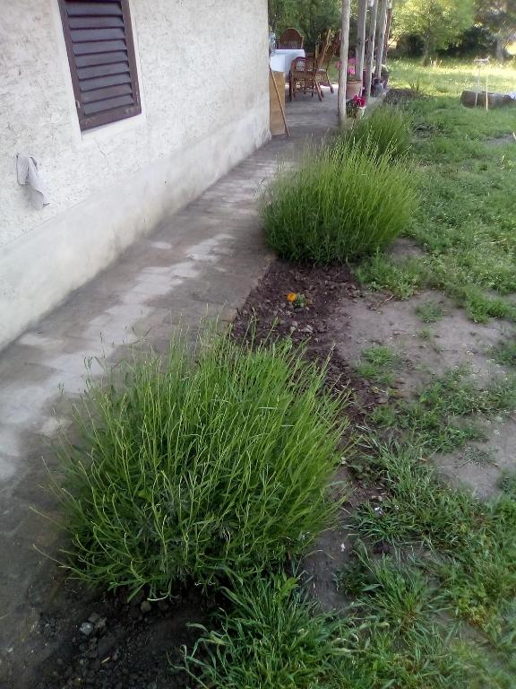 Zahrada ubytování Rustic Haus Pivon