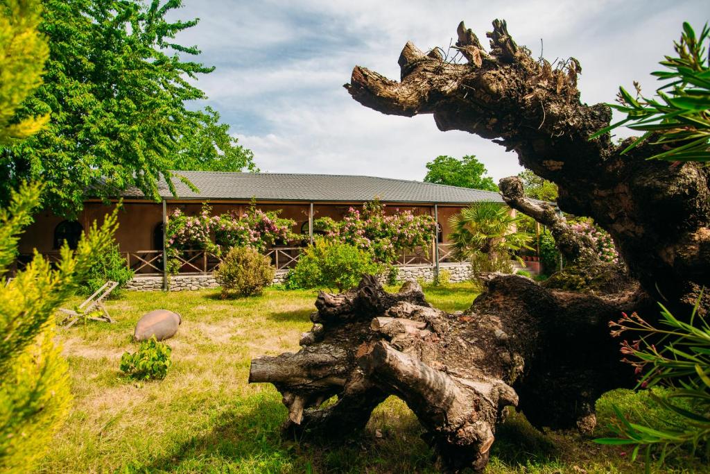 a large uprooted tree in front of a house at Chateau Eniseli in Eniseli