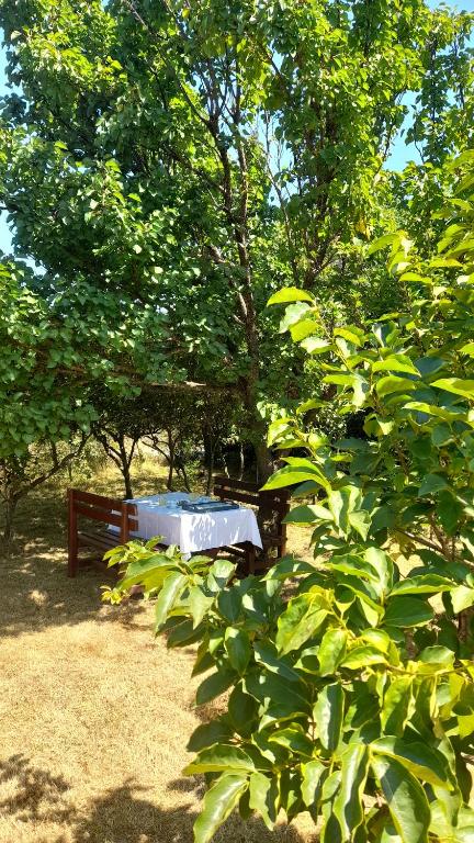 Zahrada ubytování olive garden farm