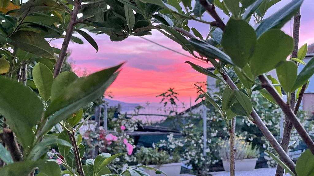 a sunset behind some plants in a garden at The Dream in Massa Lubrense