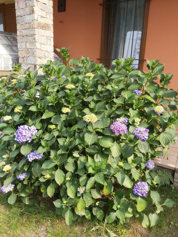 Zahrada ubytování G&G1 Appartamento con giardino privato