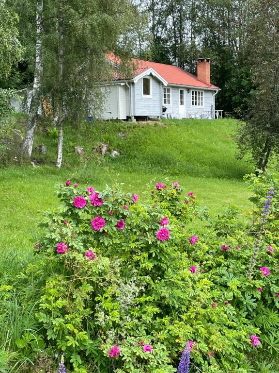 a white house with pink flowers in a yard at Bialett in Järvsö