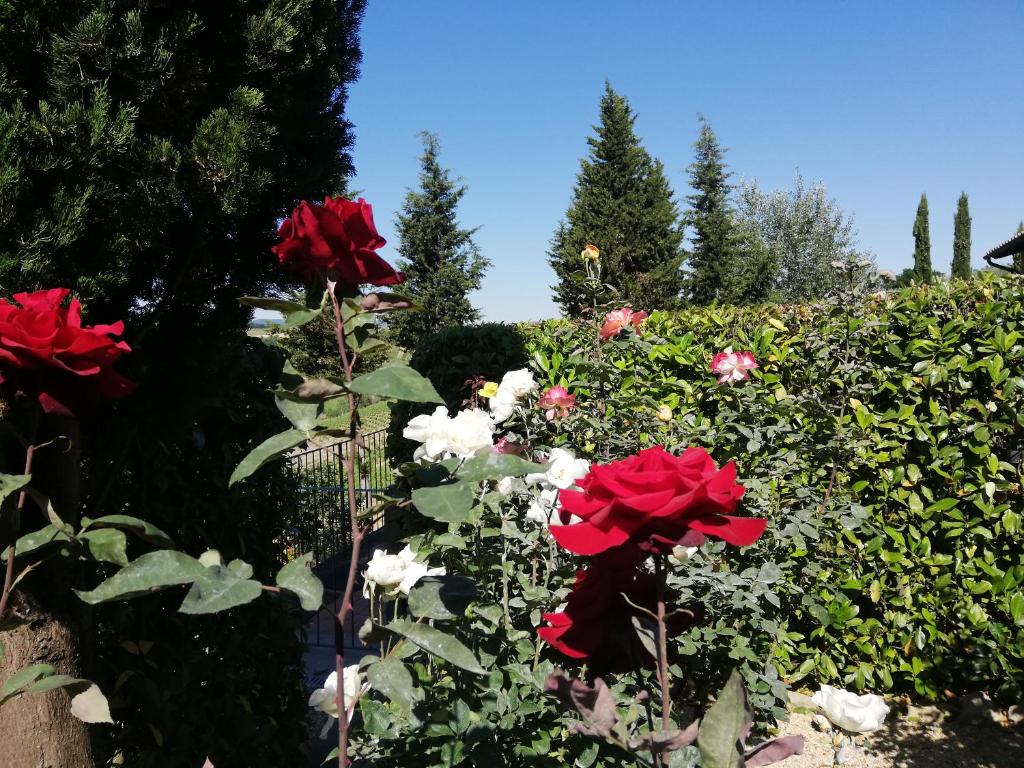 een tuin met rode rozen en witte bloemen bij RoccaiaCasa'70 in San Gimignano
