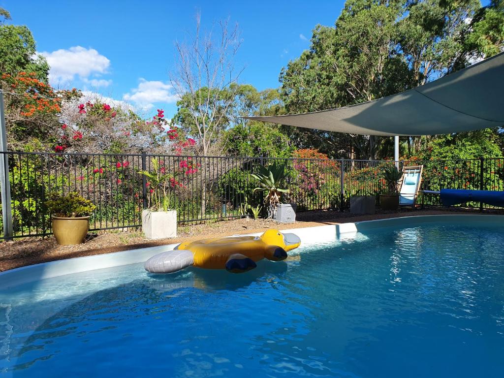 a toy dog laying in a swimming pool at Gowrie Agapanthus in Singleton