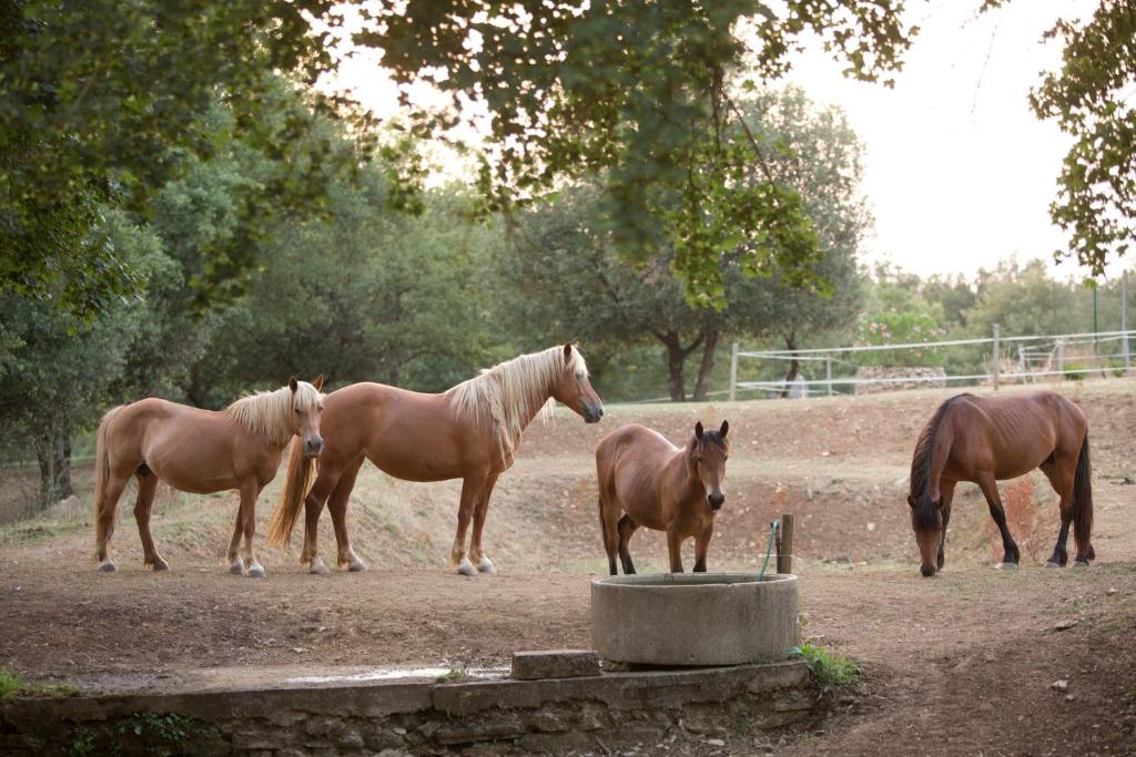 three horses standing in a field next to a trough at Agriturismo Podere Poggiarone in Rapolano Terme