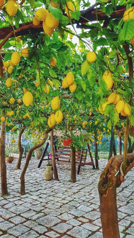 a bunch of trees with oranges hanging from them at Il Limoneto degli Angeli in Minori