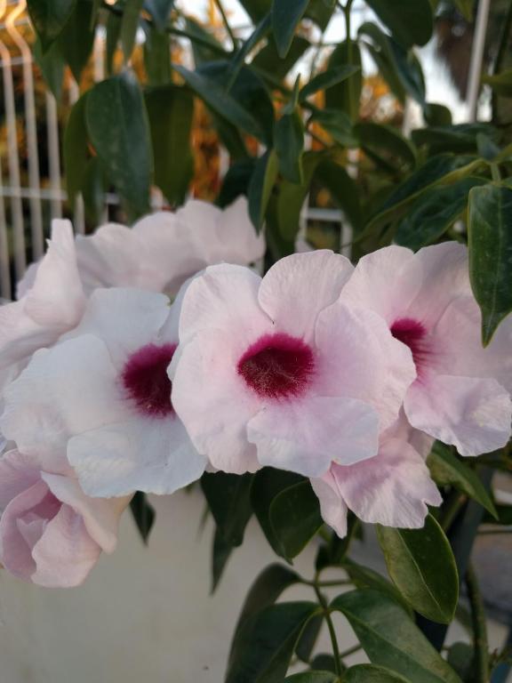 Jardín al aire libre en Casa Baleso