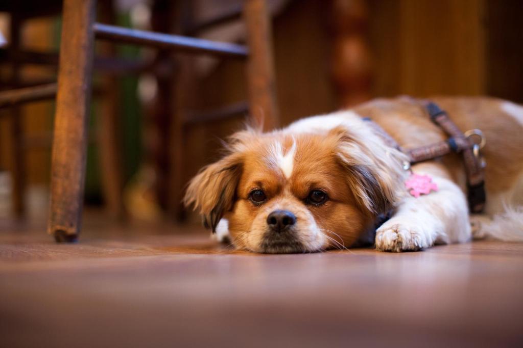 Hotel Schwalbe - Resim 34