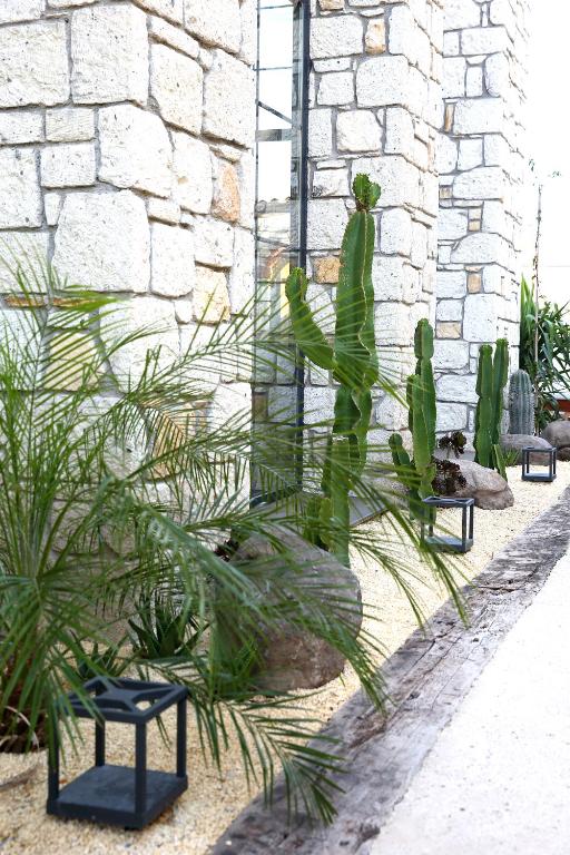 a group of cacti and plants in front of a building at Dmira Alacati in Alaçatı