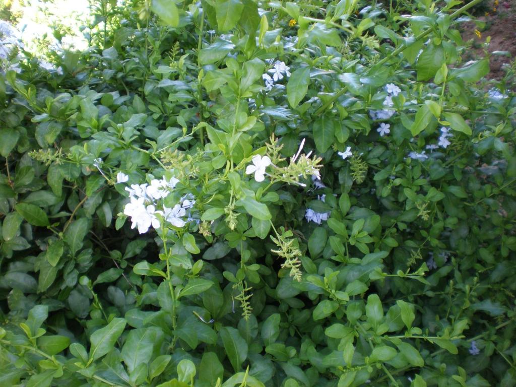Zahrada ubytování Oasis