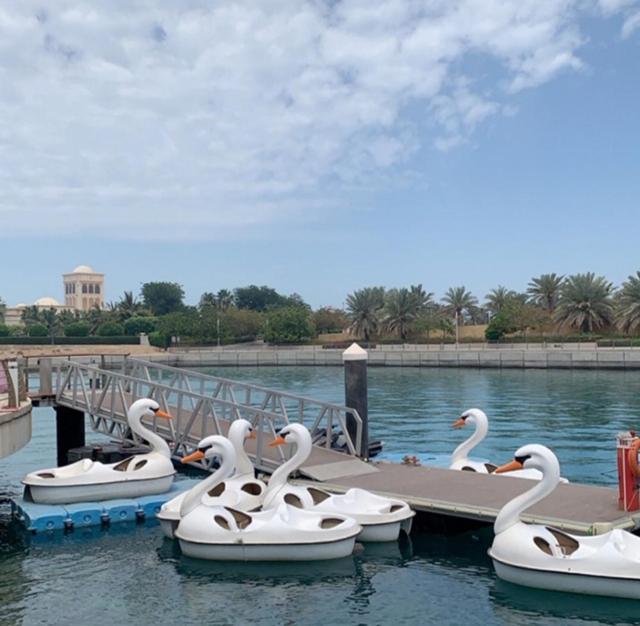 a group of swans in the water near a dock at شقق نسيم البحر in King Abdullah Economic City