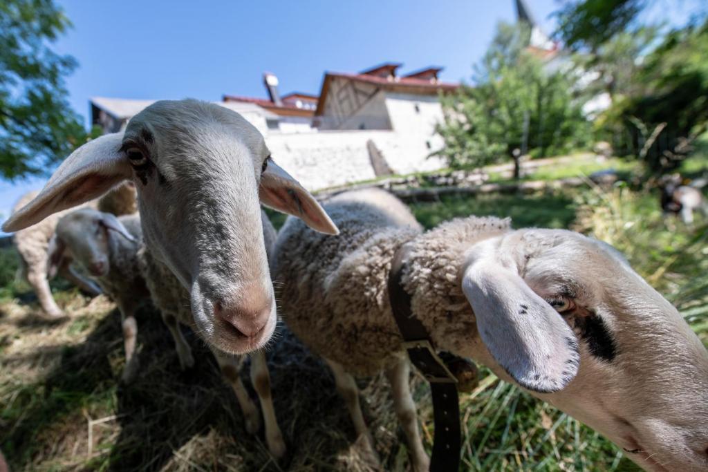 Zvířata v apartmánu nebo okolí