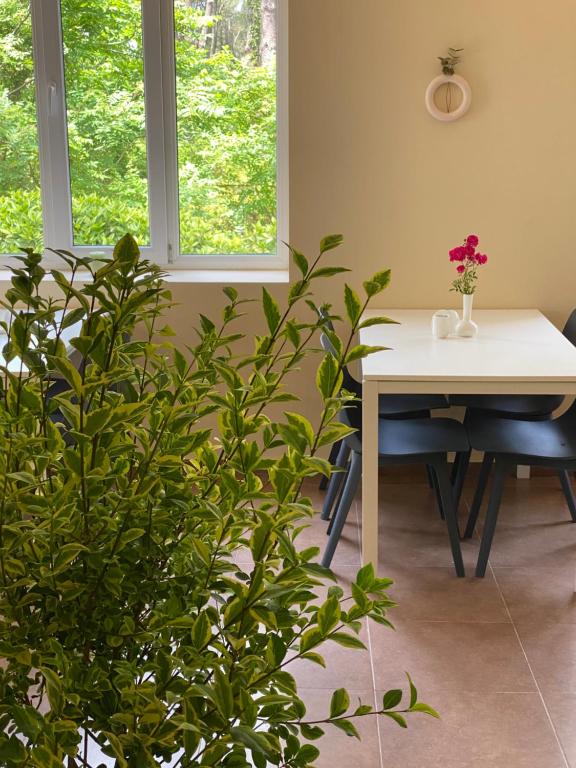 Zahrada ubytování Buxus Hotel Shekvetili