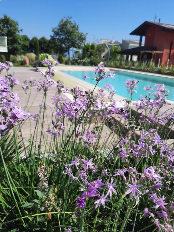 een bos paarse bloemen voor een zwembad bij Appartamenti Villa Gloria in Peschiera del Garda