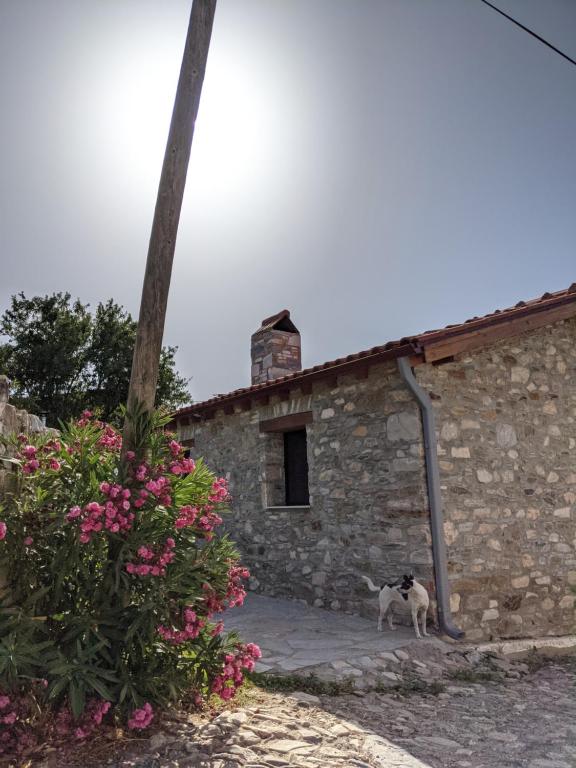 Fotografie z fotogalerie ubytování Bahab Guest House v destinaci Doğanbey