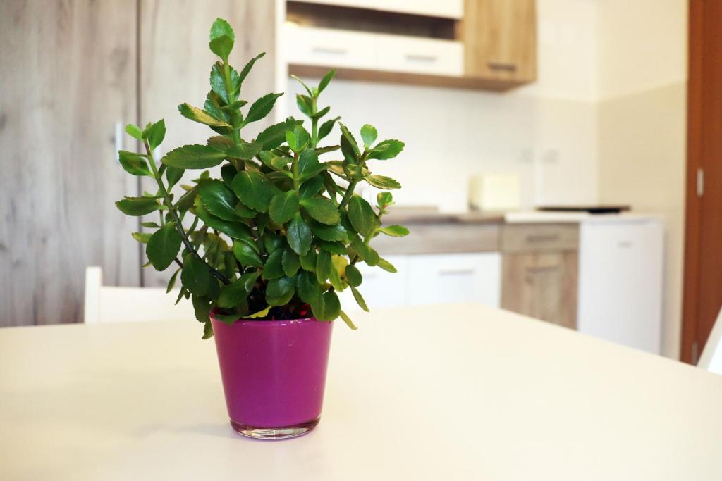 a plant in a purple pot sitting on a table at Zeleno srce in Soko Banja