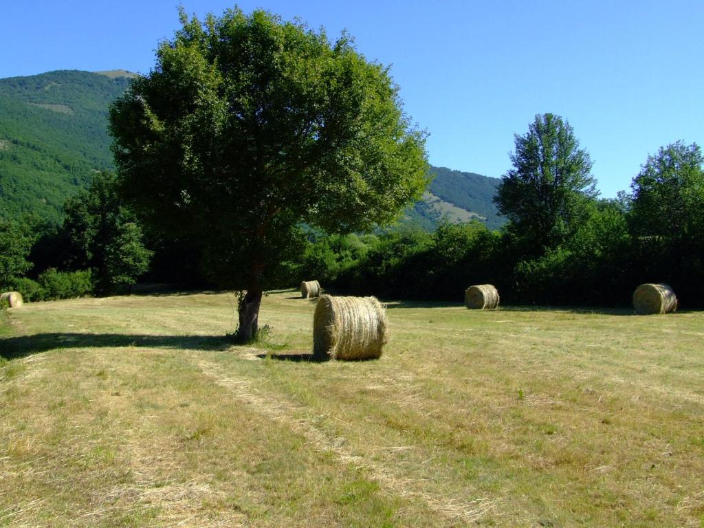 een boom in een veld met hooibalen bij Relax Colleverde in Colle Verde