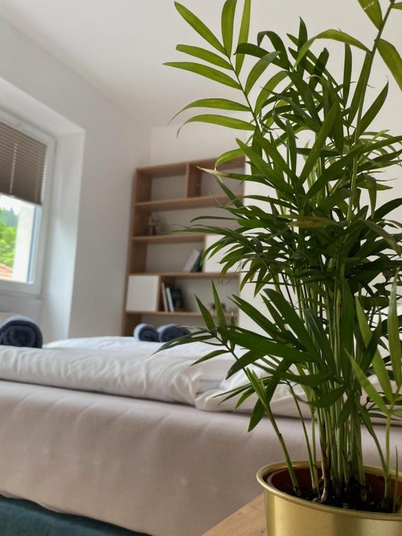a potted plant sitting on a table next to a bed at APARTAMENTY ZDROJOWA 9 in Duszniki Zdrój