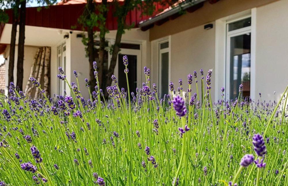 a field of purple flowers in front of a house at Dióliget in Óhid
