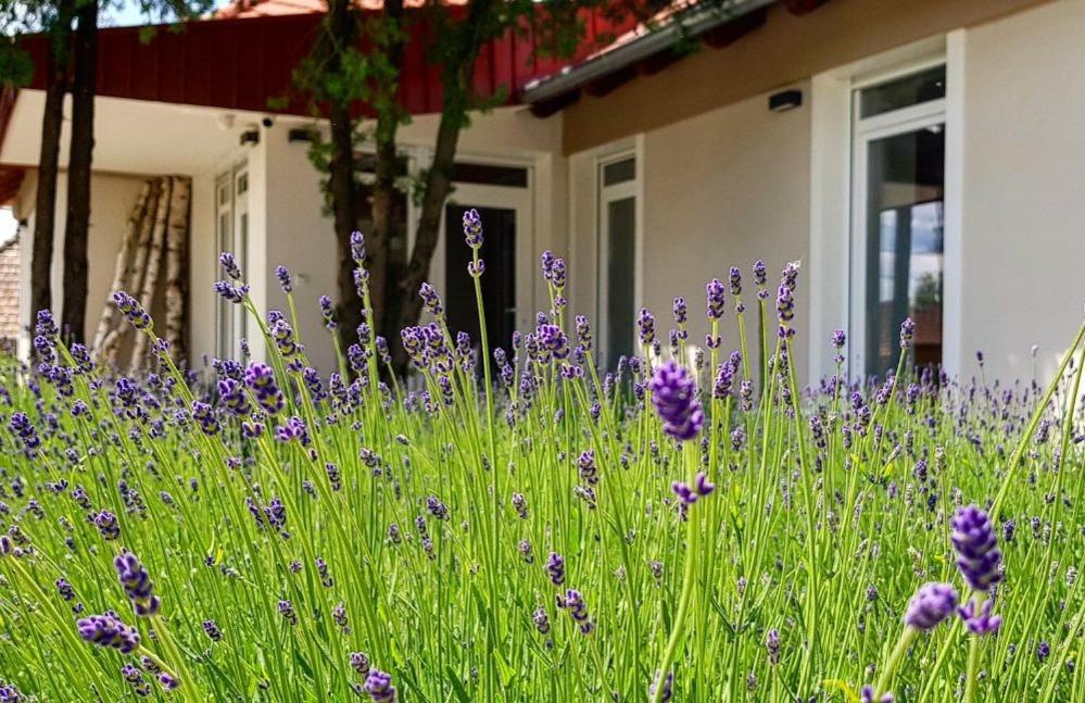 un campo de flores púrpuras delante de una casa en Dióliget, en Óhid