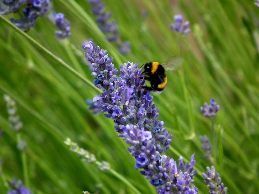 Case Brizi 10 - Resim 18