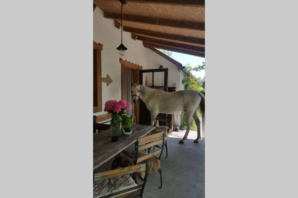 um cavalo branco numa sala com uma mesa em Igricz Farmház em Pócsmegyer