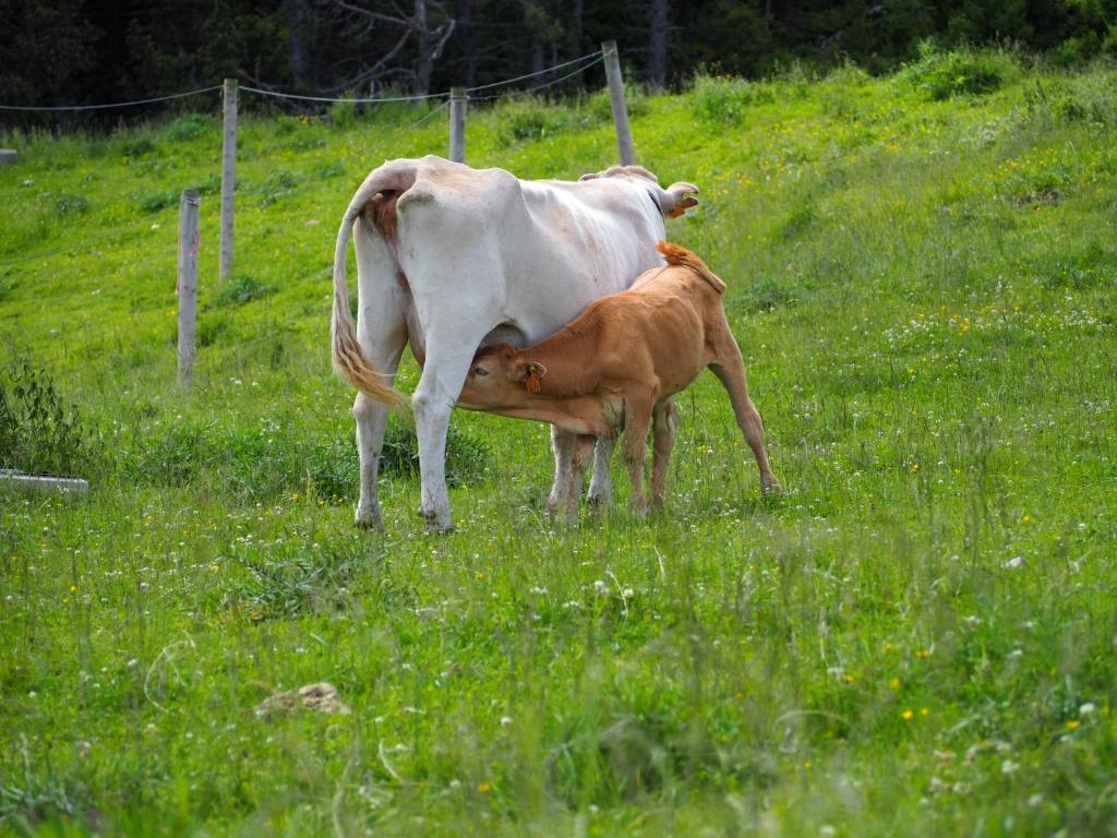 Zvířata v apartmánu nebo okolí