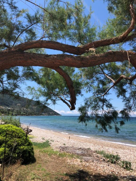 a view of the beach from under a tree at Akrogiali House in Skala Kallirakhis