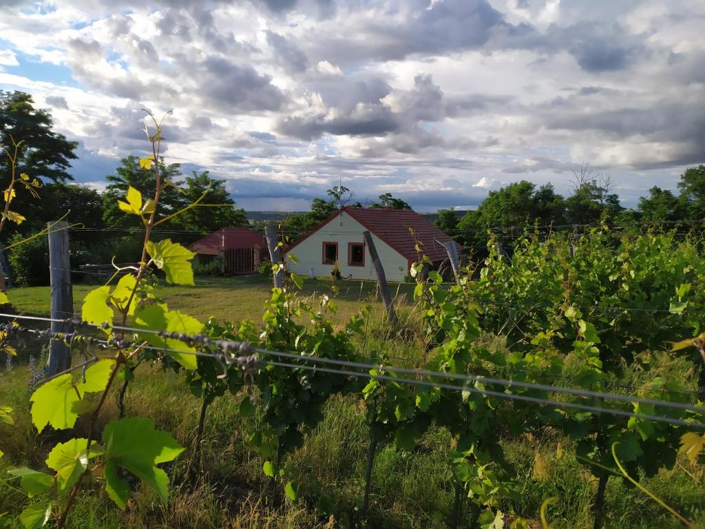 Příroda nedaleko ubytování v soukromí