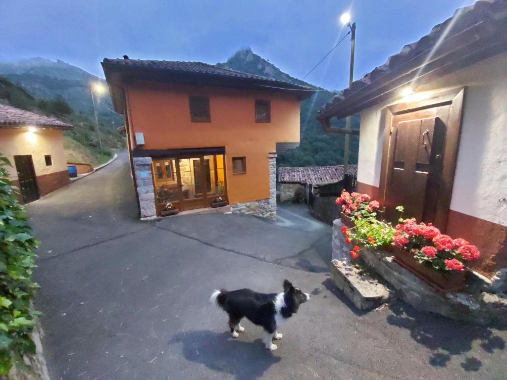 a black and white dog standing in front of a house at Casa Gelina in Corras de la Puente