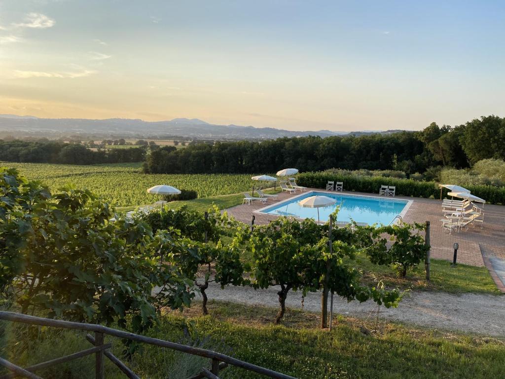 una piscina en medio de un viñedo con árboles en Poggio alle Vigne en Torgiano