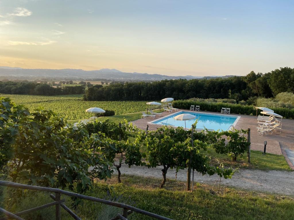 a pool in the middle of a vineyard with trees at Poggio alle Vigne in Torgiano