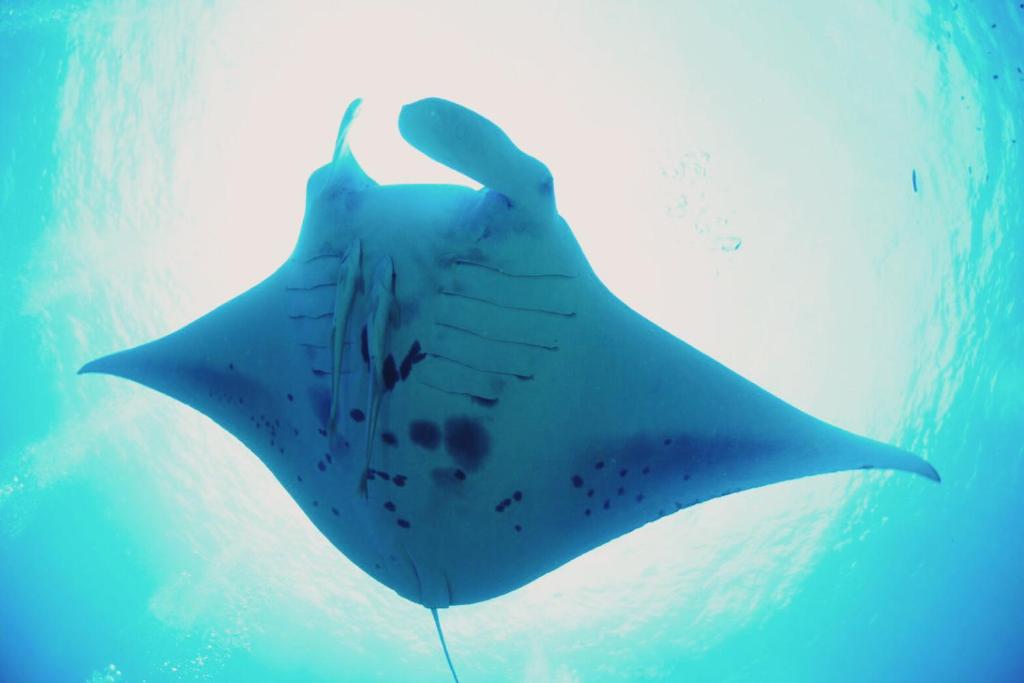 a stingray is swimming in the water at Joya in Ishigaki Island