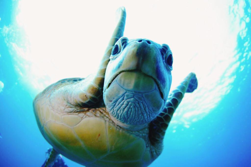 a green turtle swimming in the water at Joya in Ishigaki Island