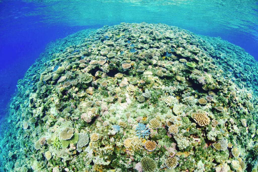 a coral reef in the ocean with blue water at Joya in Ishigaki Island