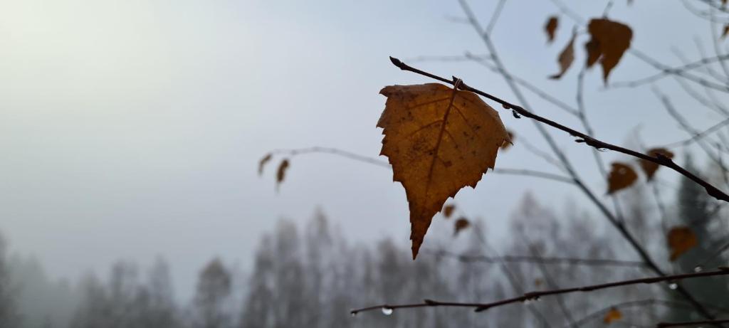 Fotografie z fotogalerie ubytování Horské ubytování Královský dvůr na Bílém potoce v destinaci Hamry