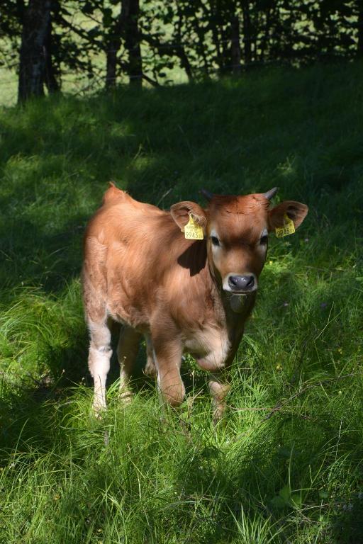 a baby calf standing in a field of grass at Graslandhof in Neumarkt in Steiermark