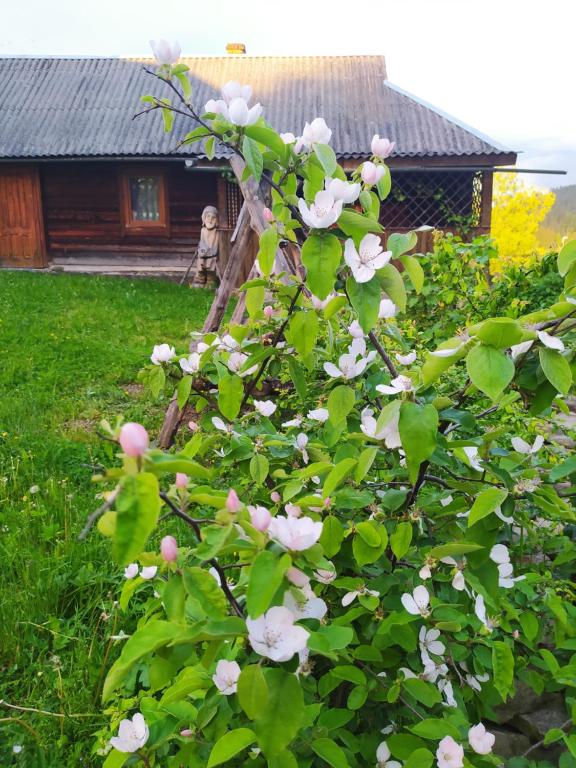 Zahrada ubytování Starovitska Hata - Ethno-cottage
