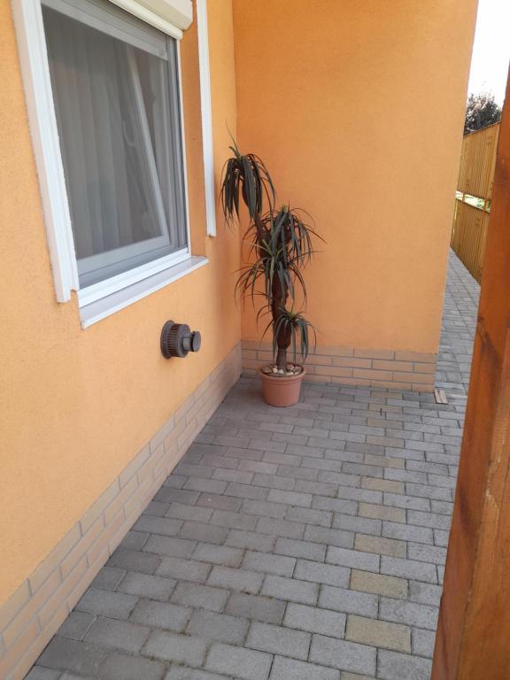 a plant in a pot next to a window at Thermál Apartman Tiszafüred in Tiszafüred