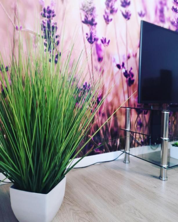 Ferienwohnung Lavanda - 3