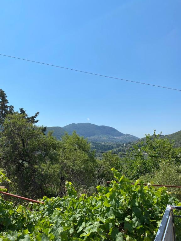 une vue sur les montagnes depuis un champ de raisins dans l'établissement Soldatos Stone House, à Katokhórion