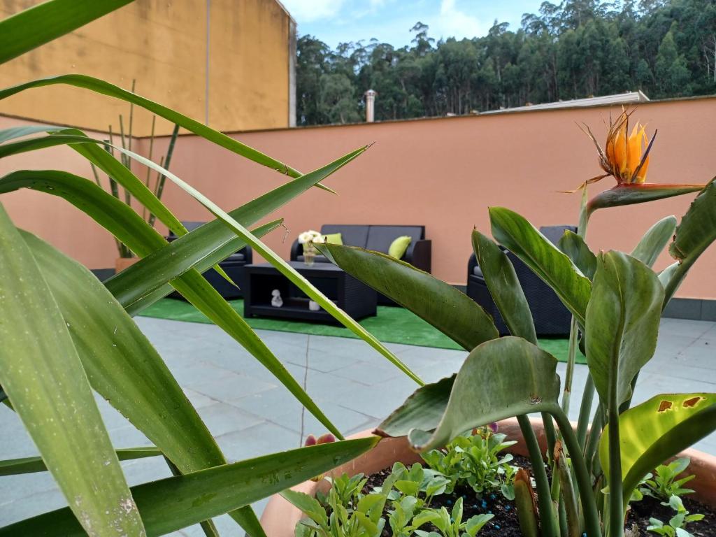 a group of plants in front of a building at Apartamento Estela in Combarro