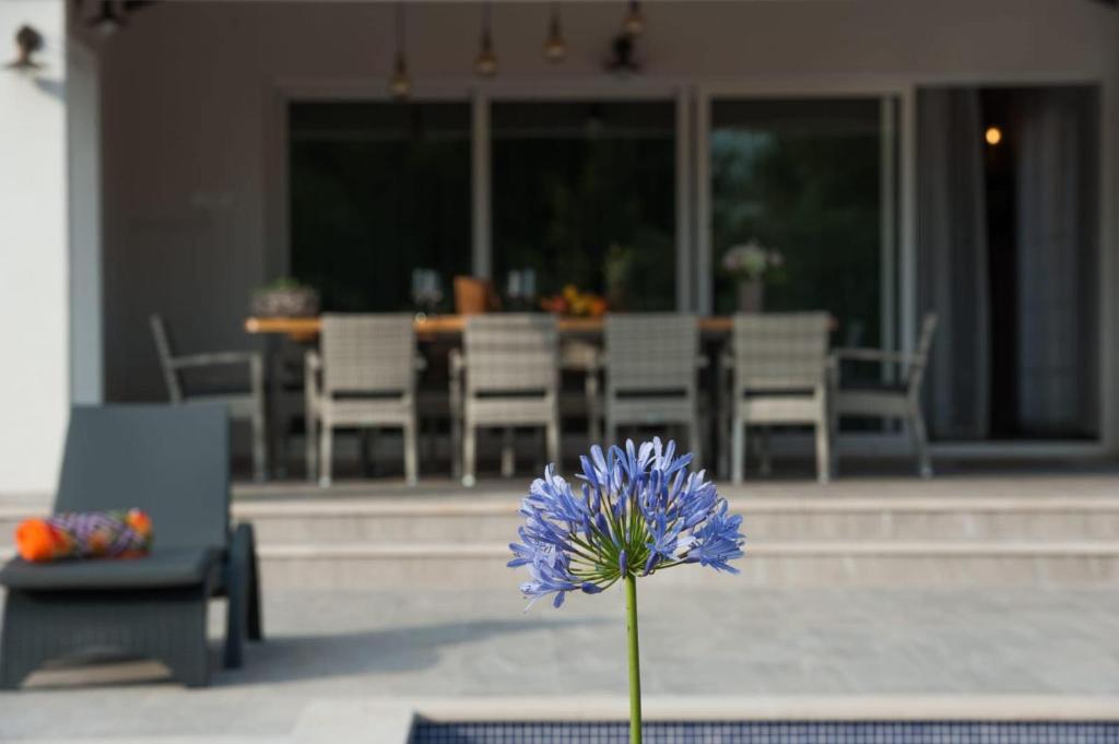 a blue flower in a vase in front of a house at Luxury Villa Nature with heated private pool, sauna & fire pit, a short walk to the beach in Milna