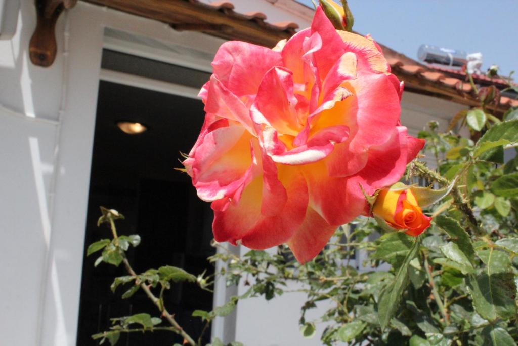 a pink and orange flower in front of a door at HOLIDAY KAVALA in Kavala