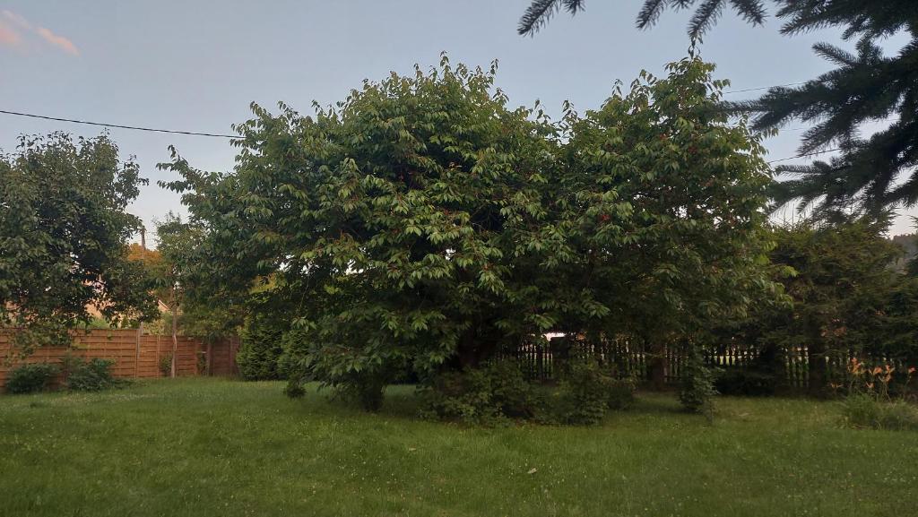 Ogród w obiekcie Apartamenty Stokrotka