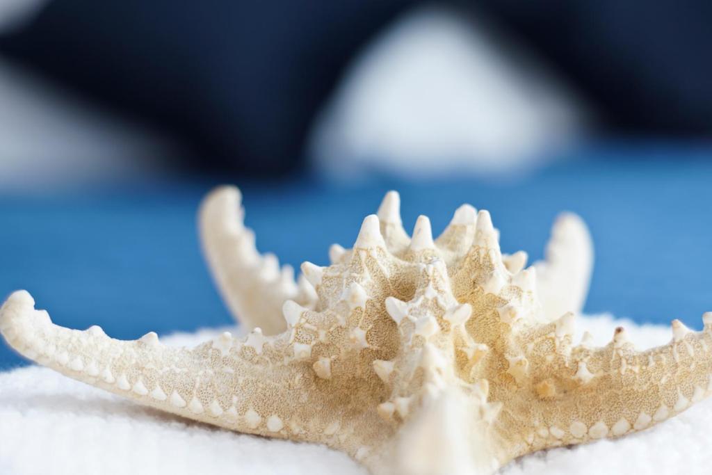 a close up of a sea shell on a table at Blue Marina Gdańsk in Gdańsk