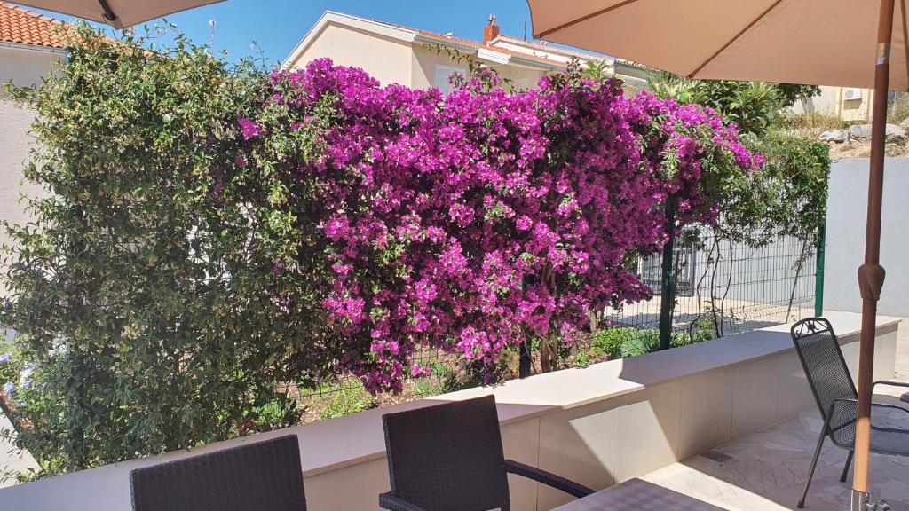 Vonkajšia záhrada v ubytovaní Apartment Agapanthus