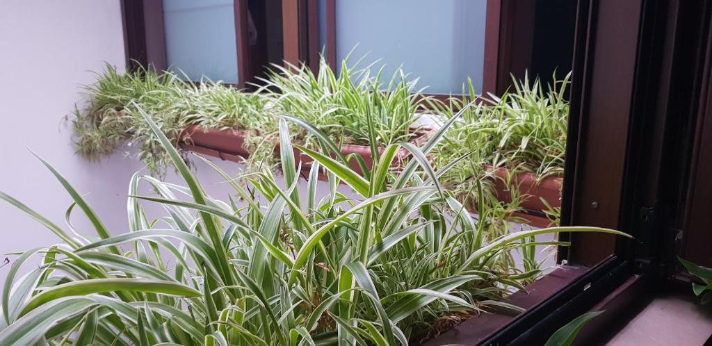 Zahrada ubytování habitacion en casa kenya