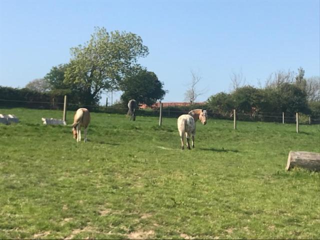 a group of horses grazing in a field at camping de warincthun in Audinghen